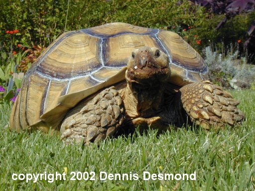 sulcata1.jpg